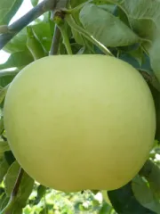 Mar Clar Alb detaliu 3