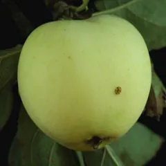 Mar Clar Alb detaliu 2