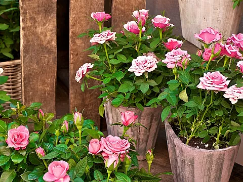 Trandafiri de ghiveci