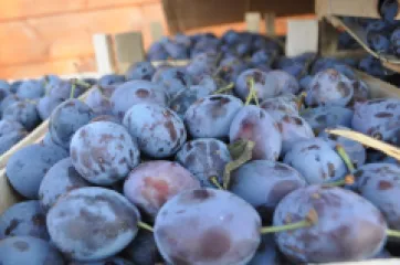 Prun Bistritean detaliu 2