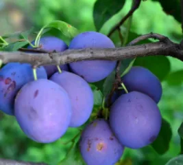 Prun Centenar detaliu 2