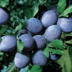 Prun Stanley detaliu 1