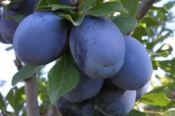 Prun Stanley detaliu 3