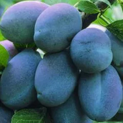 Prun Stanley detaliu 2