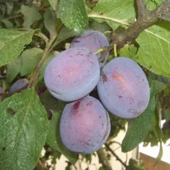 Prun Anna Spath detaliu 2