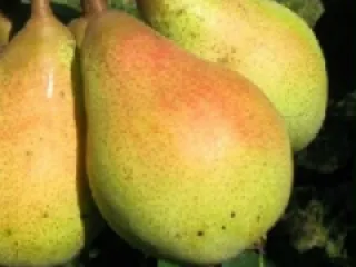 Par Napoca detaliu 1