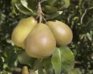 Par Untoasa Hardy detaliu 1