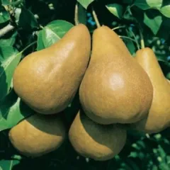 Par Untoasa Hardy detaliu 3