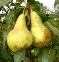 Par Untoasa Bosc detaliu 1