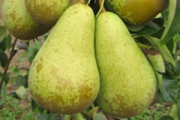 Par Untoasa Bosc detaliu 2