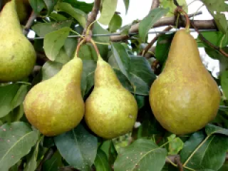 Par Untoasa Bosc detaliu 3