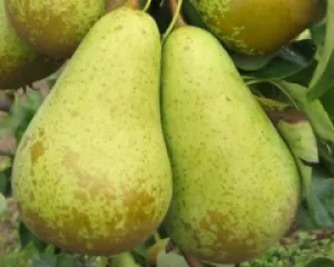 Par Conference detaliu 2