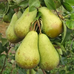 Par Conference detaliu 1