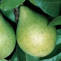 Par Contesa de Paris detaliu 1