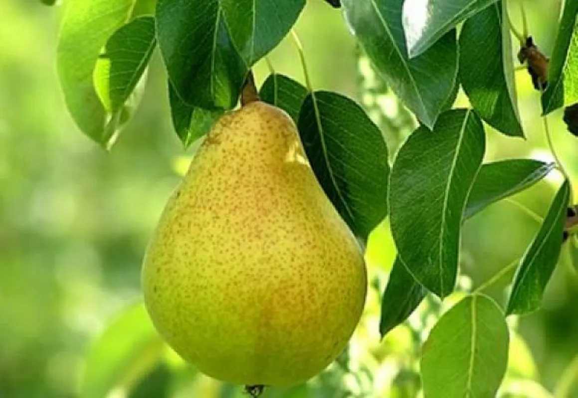 Par Contesa de Paris