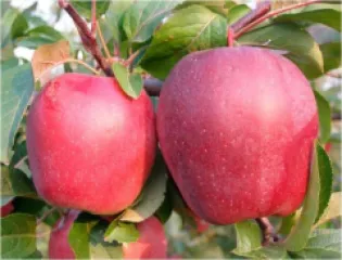 Mar Gloster detaliu 3