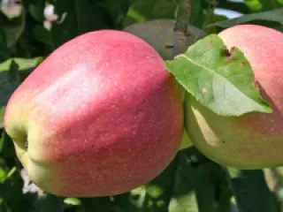 Mar Gloster detaliu 1