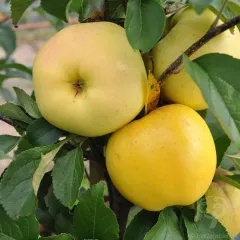 Mar Golden Delicious detaliu 3