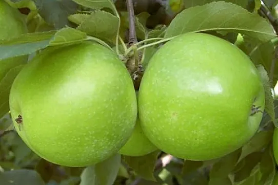 Mar Granny Smith