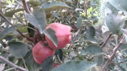 Mar Granny Smith detaliu 2