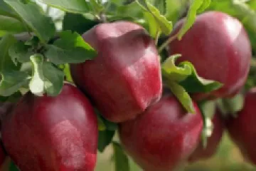 Mar Granny Smith detaliu 3