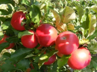 Mar Idared detaliu 2