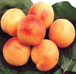 Cais Cea mai buna de Ungaria detaliu 1