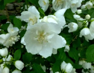 Philadelphus (Iasomie) detaliu 3