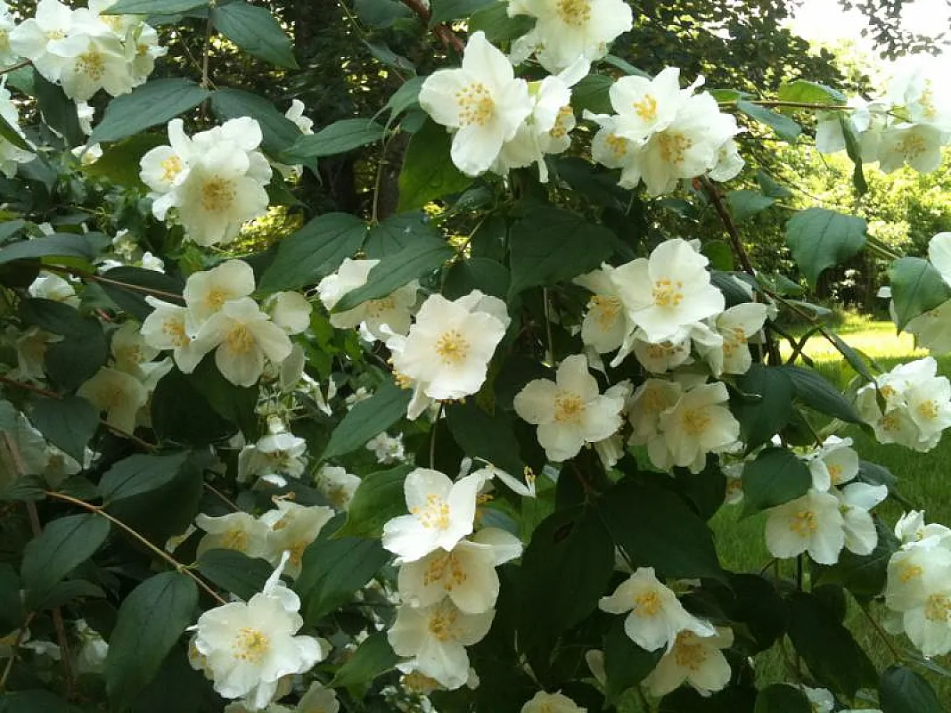 Philadelphus (Iasomie)