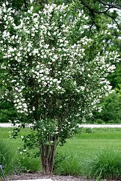 Philadelphus (Iasomie)