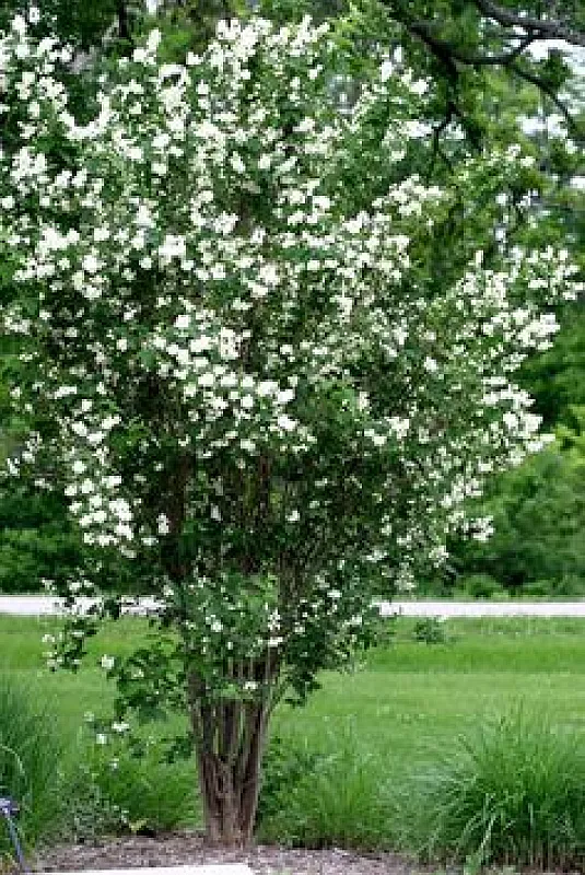 Philadelphus (Iasomie)