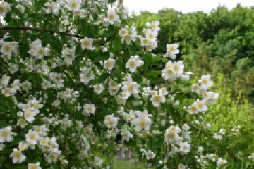 Philadelphus (Iasomie) detaliu 5