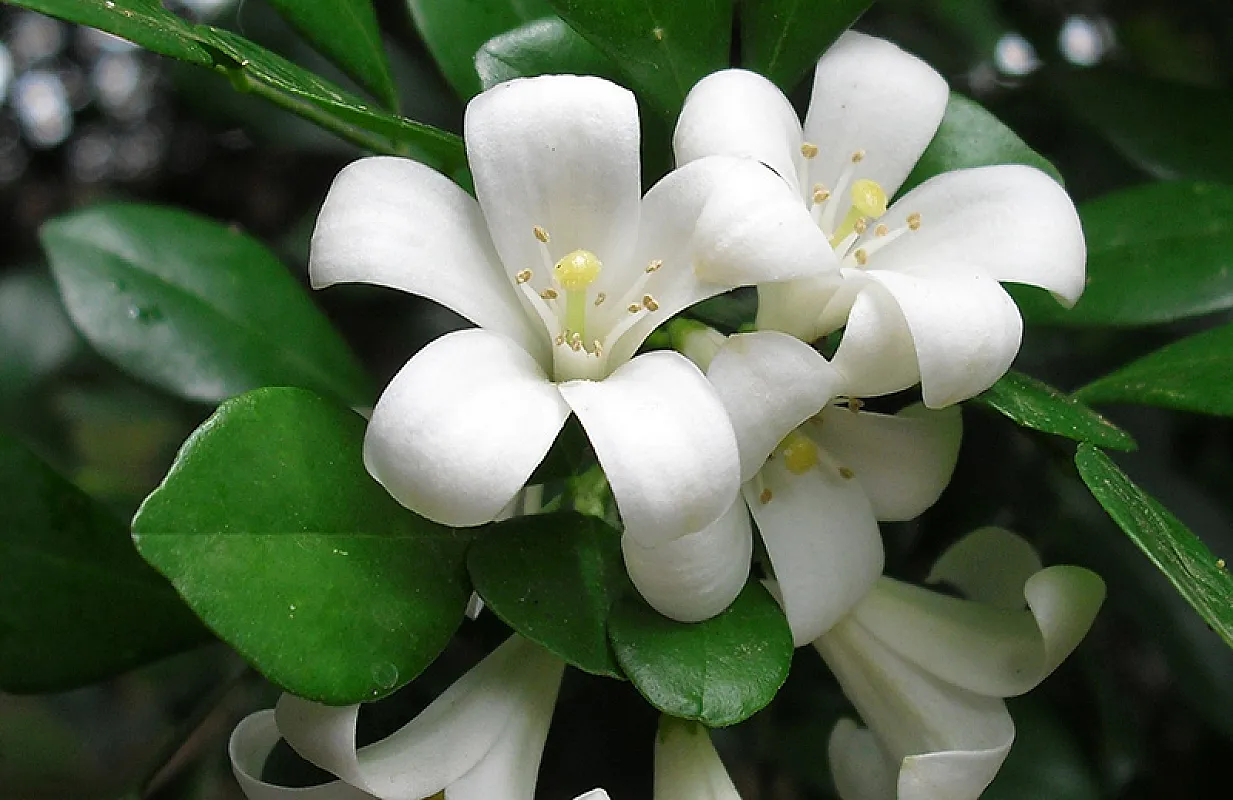 Philadelphus (Iasomie)