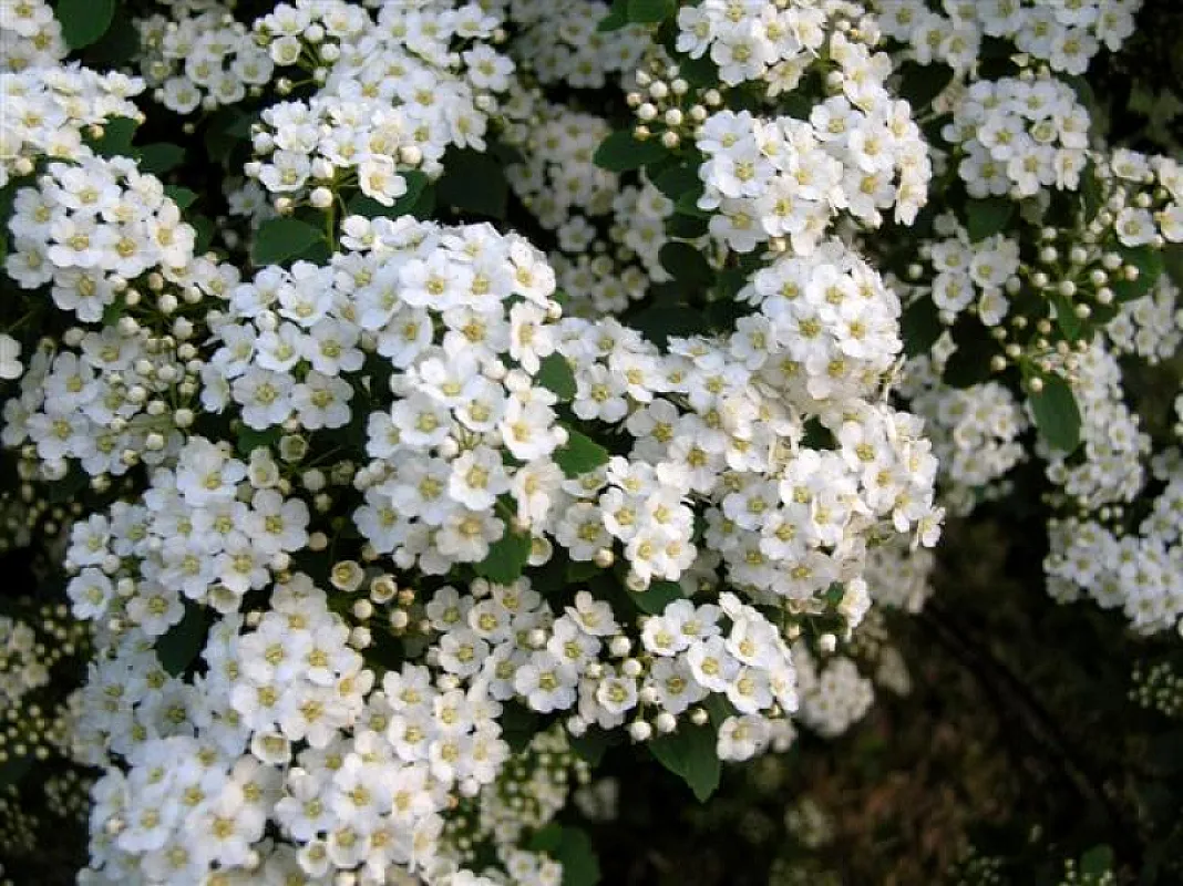 Spirea Vanhoutte