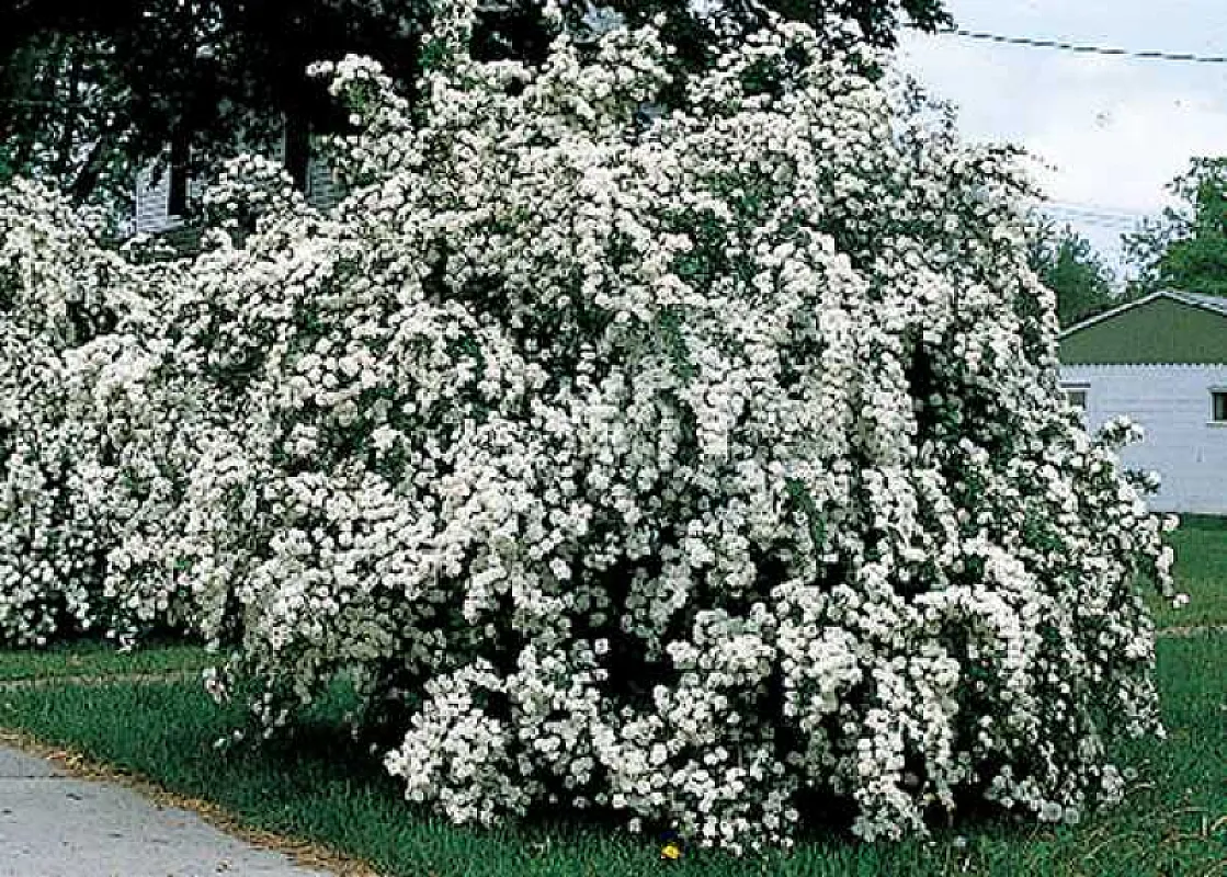 Spirea Vanhoutte