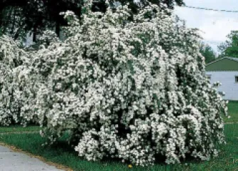 Spirea Vanhoutte detaliu 2