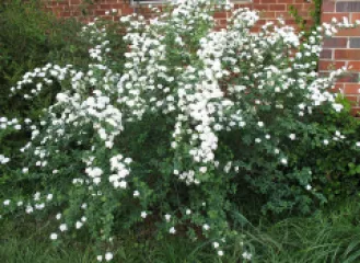 Spirea Vanhoutte detaliu 3