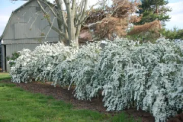 Spirea Vanhoutte detaliu 1