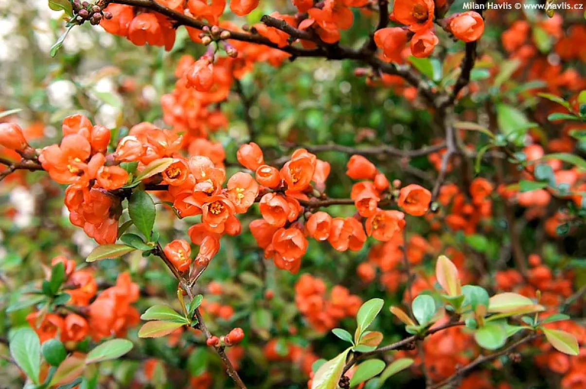 Chaenomeles Japonica