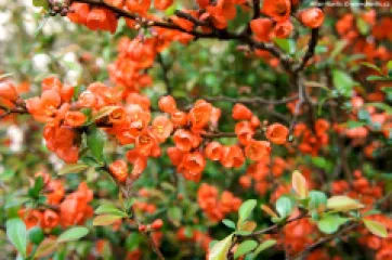 Chaenomeles Japonica detaliu 1
