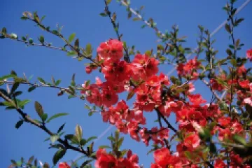 Chaenomeles Japonica detaliu 3
