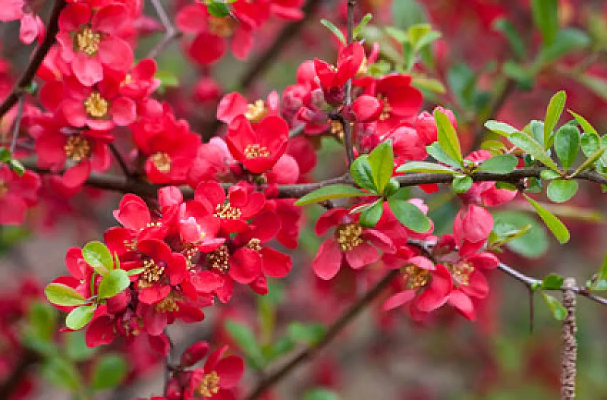 Chaenomeles Japonica
