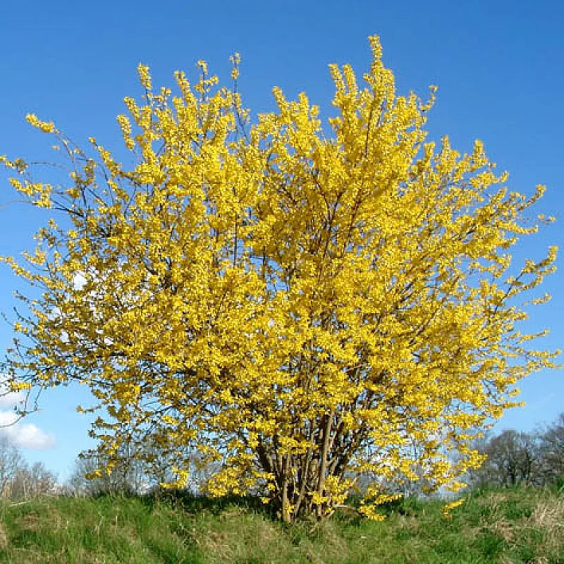 Forsythia  Intermedia