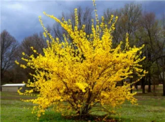 Forsythia  Intermedia detaliu 3