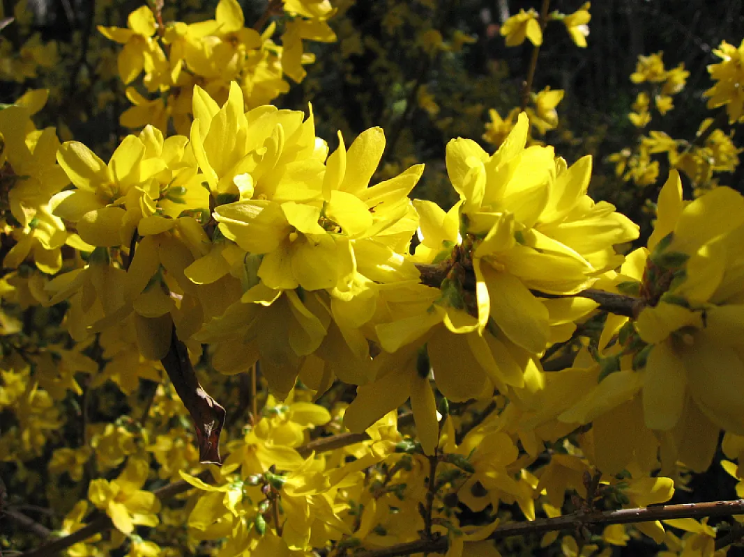 Forsythia  Intermedia