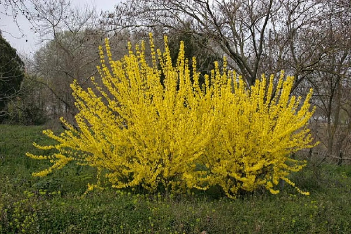 Forsythia  Intermedia