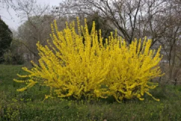 Forsythia  Intermedia detaliu 2