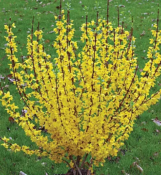 Forsythia  Intermedia