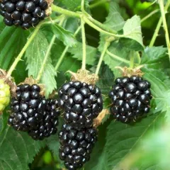 Mur Thorn Free detaliu 2