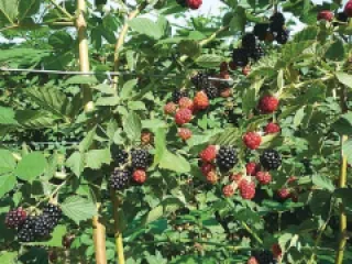 Mur Thorn Free detaliu 4